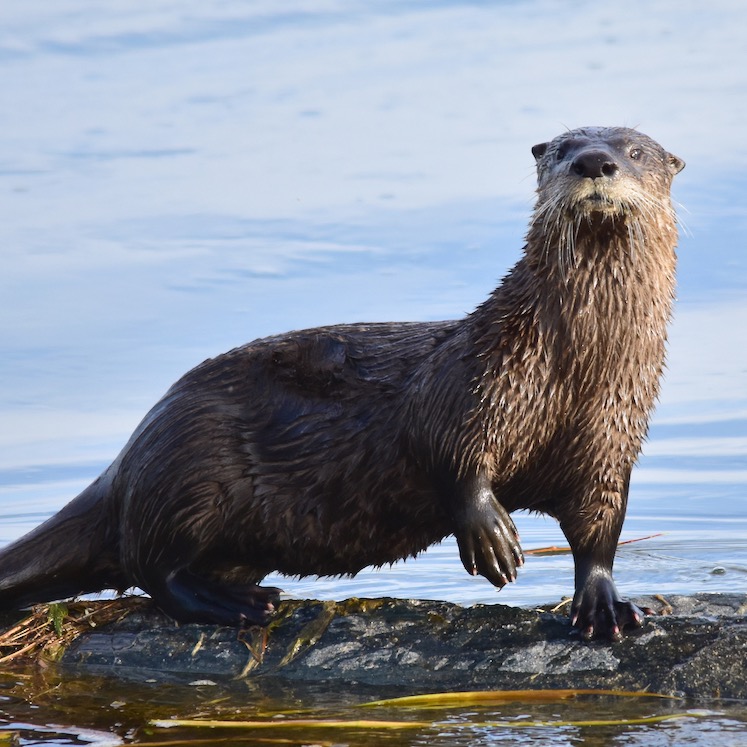 Dear Otter: A Letter on Complicity and Compassion thumbnail