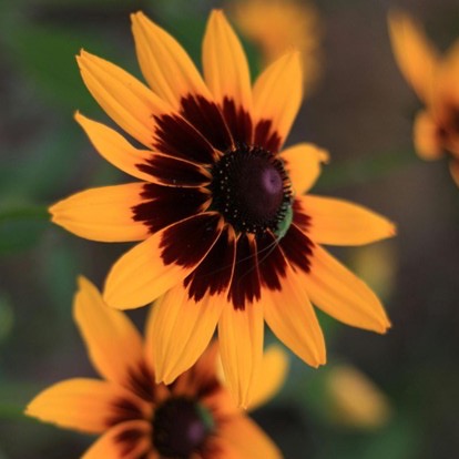 Flowers and Moths thumbnail