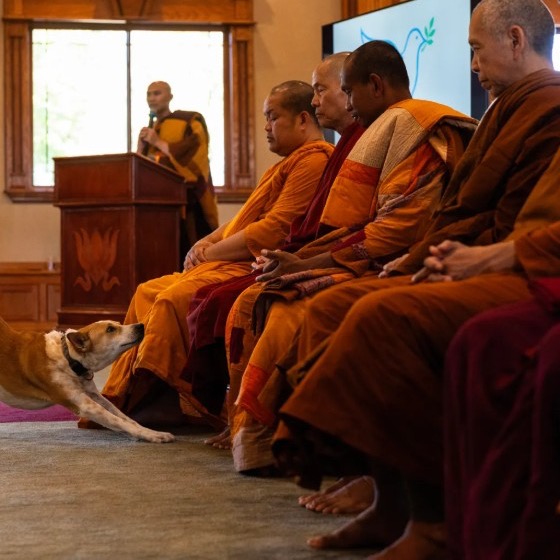 Buddhist Monks Begin Pilgrimage for Peace from Texas to Washington, DC thumbnail