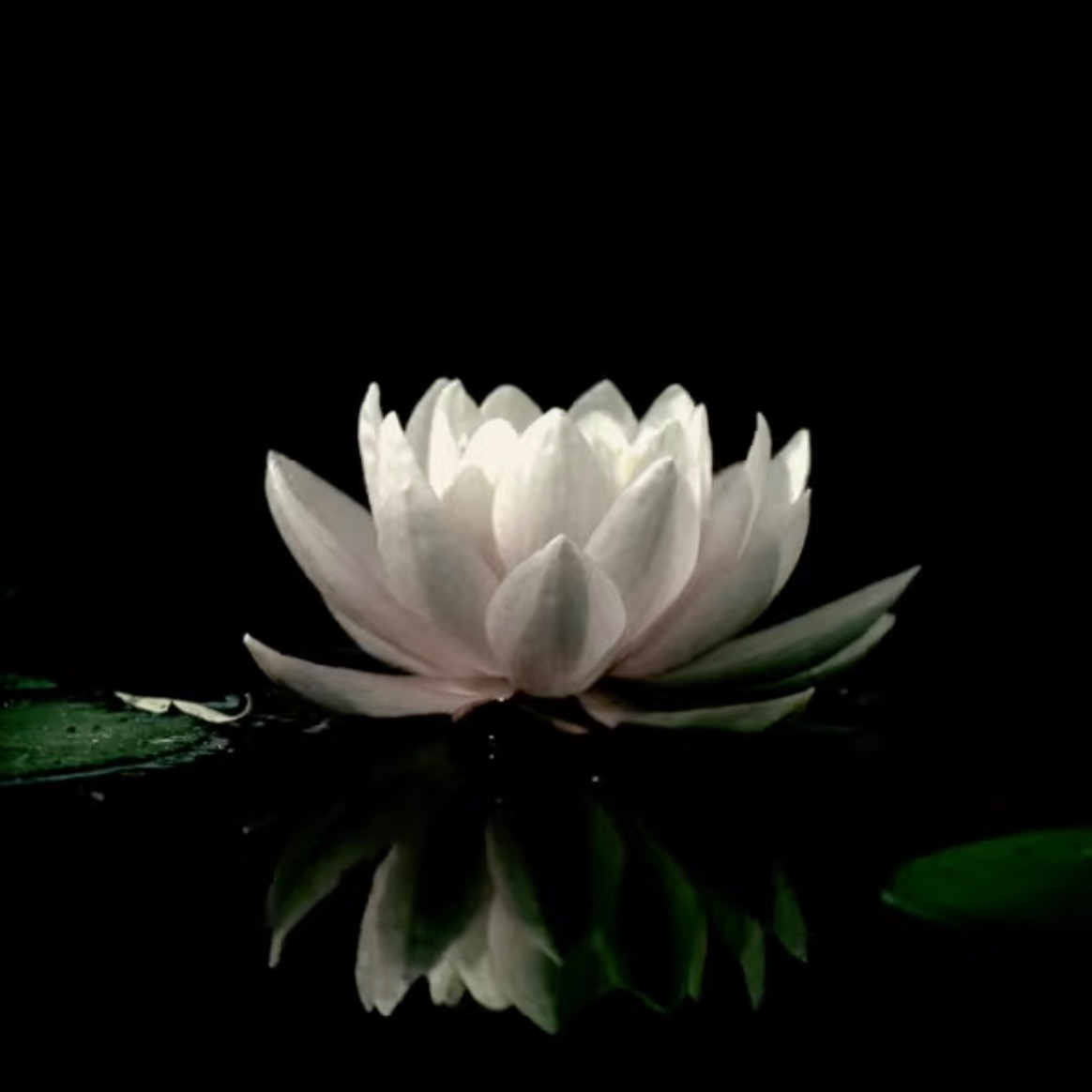 🪷 Buddhistdoor Quote for Today: Pa-Auk Tawya Sayadaw 🪷 thumbnail