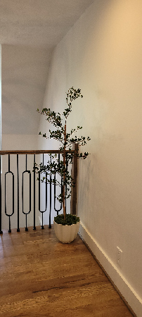 black olive tree  thumbnail