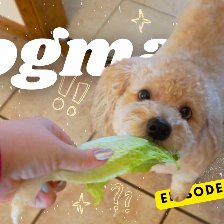 🎄 Vlogmas #13 | 🥬 The LETTUCE & The dog 🐶 thumbnail