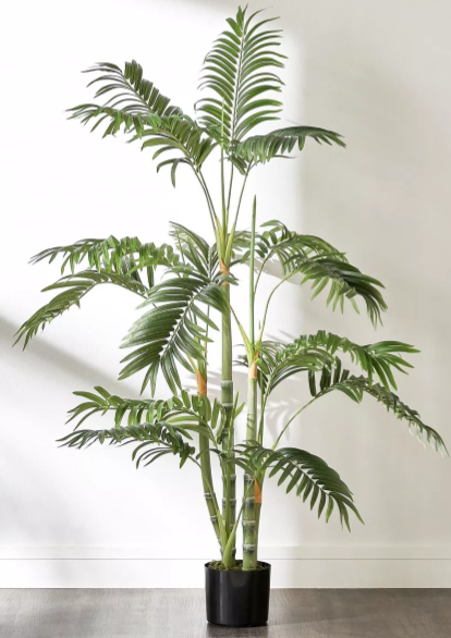 Areca Palm Plant in Pot thumbnail