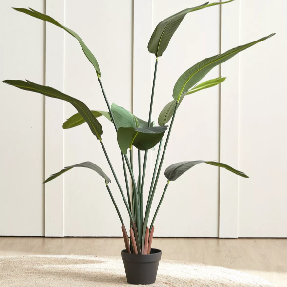 Strelitzia Plant in Pot - 155 cm thumbnail
