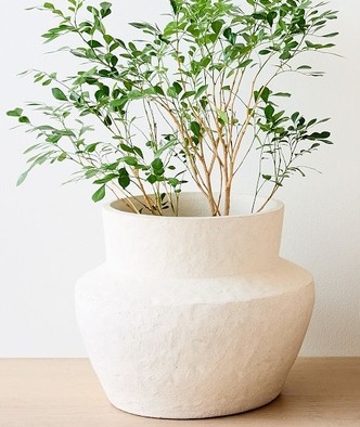  Studies Ceramic Planters thumbnail