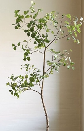 Faux Potted Snowball Tree  thumbnail