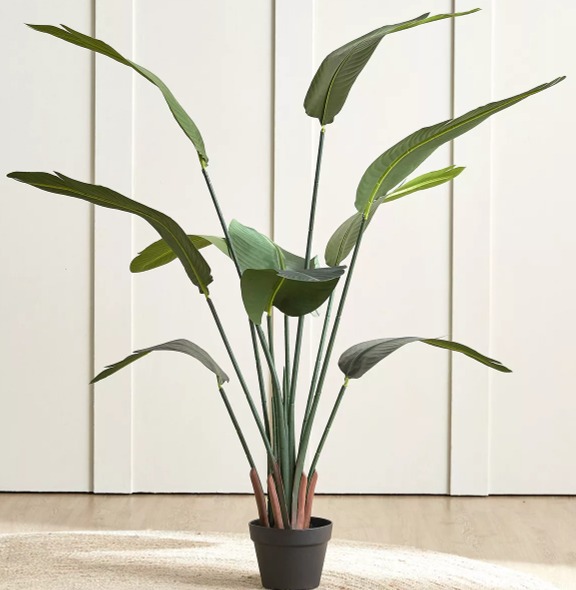 Strelitzia Plant in Pot - 155 cm thumbnail