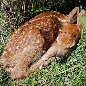 Fawn's Dream thumbnail