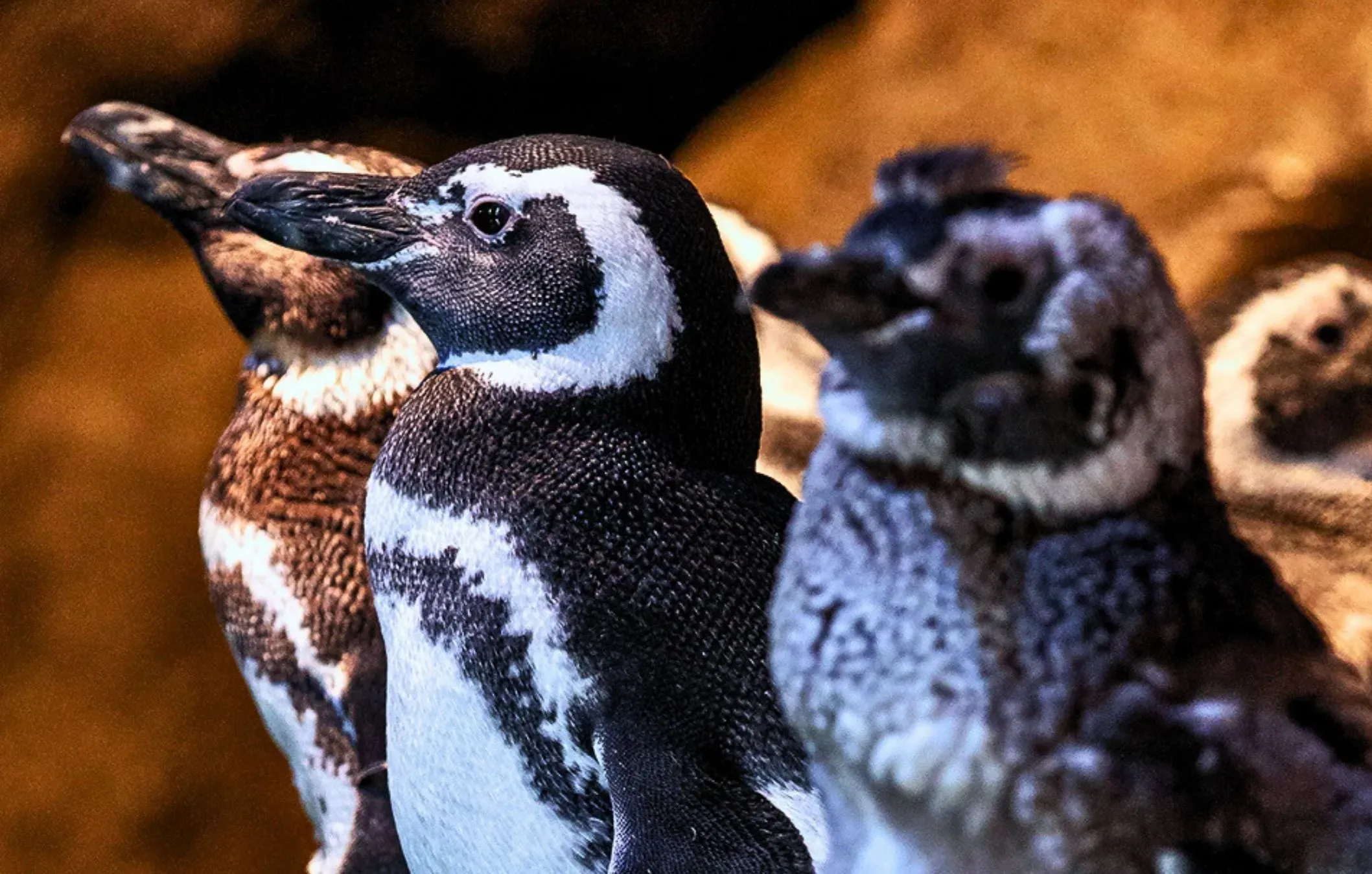 ACUARIO: Oceanic Aquarium thumbnail