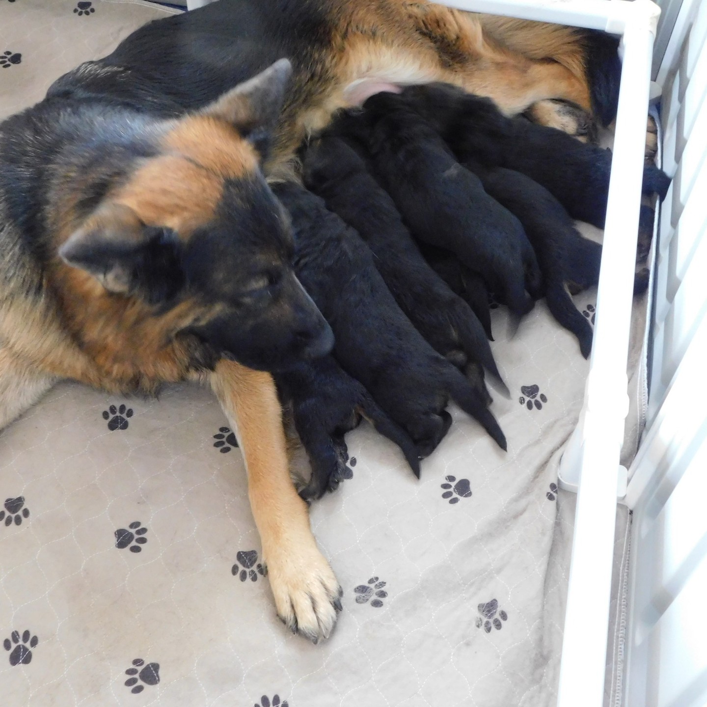 This year's puppies were born on 3/2/2024. So sweet!

#germanshepherd #germanshepherdpuppy