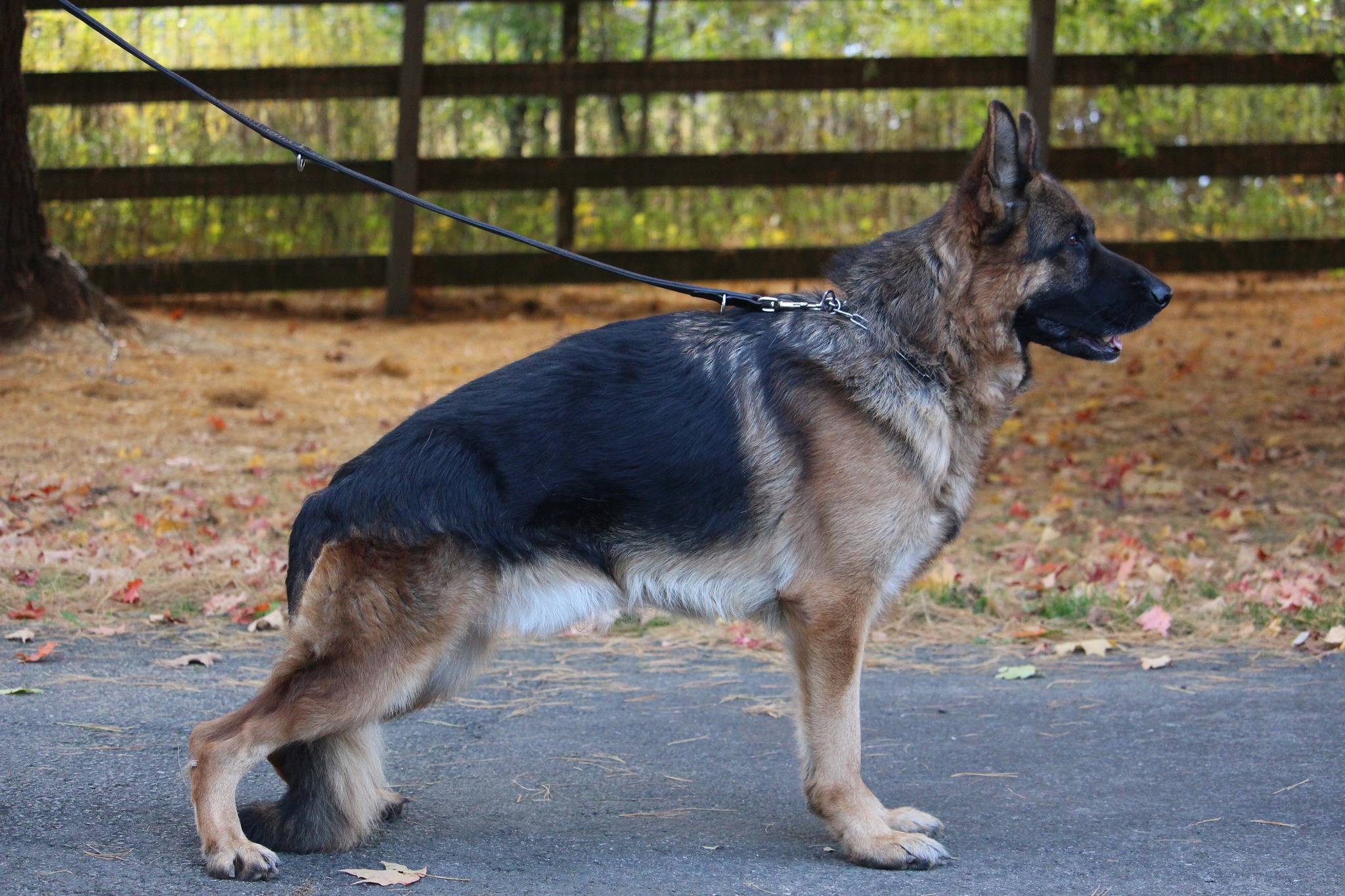 This is Natz Vovs Backa Muppet, better known as Athos.  He is 5 years old and a calm teddy bear kind of dog until he is 