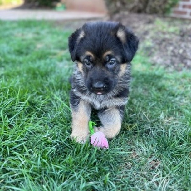 Puppy busy being cute at 4 weeks old

#germanshepherd #germanshepherdpuppy #akcgermanshepherd