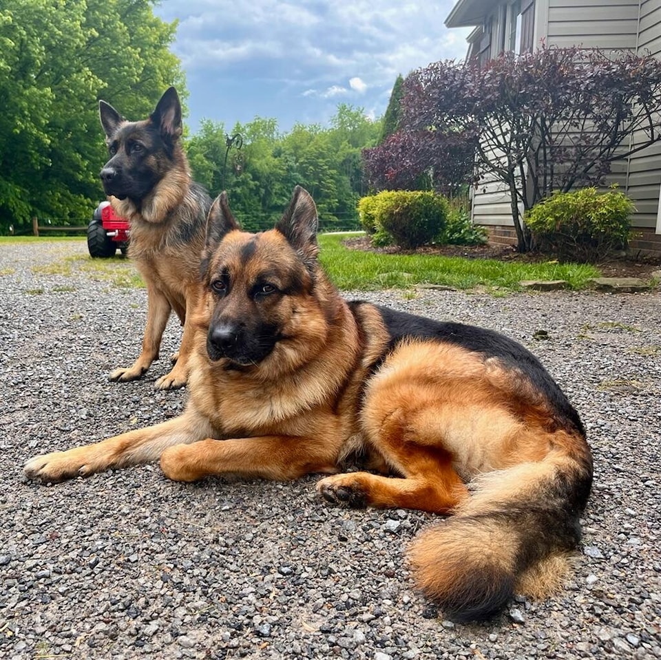 Puppies available. This majestic couple are the parents. See website for pedigree information. #akcgermanshepherd #germa