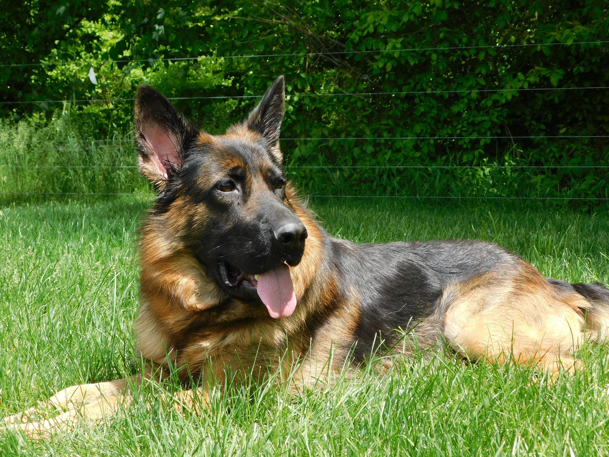 This is Freda Vovs Backa Muppet, better known as Zoe.  She is our dam.  She is 12 weeks after giving birth to her litter