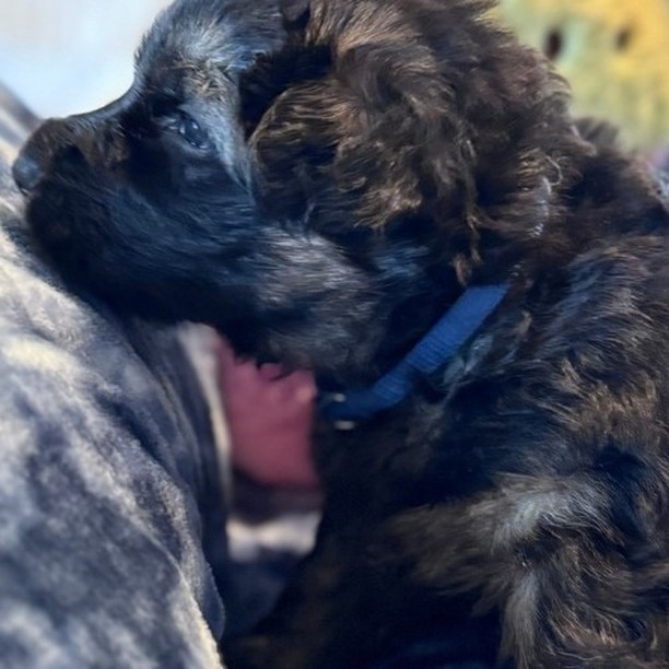 AKC registered puppies born 3/2/2024 - 4 females and 3 males in the litter.