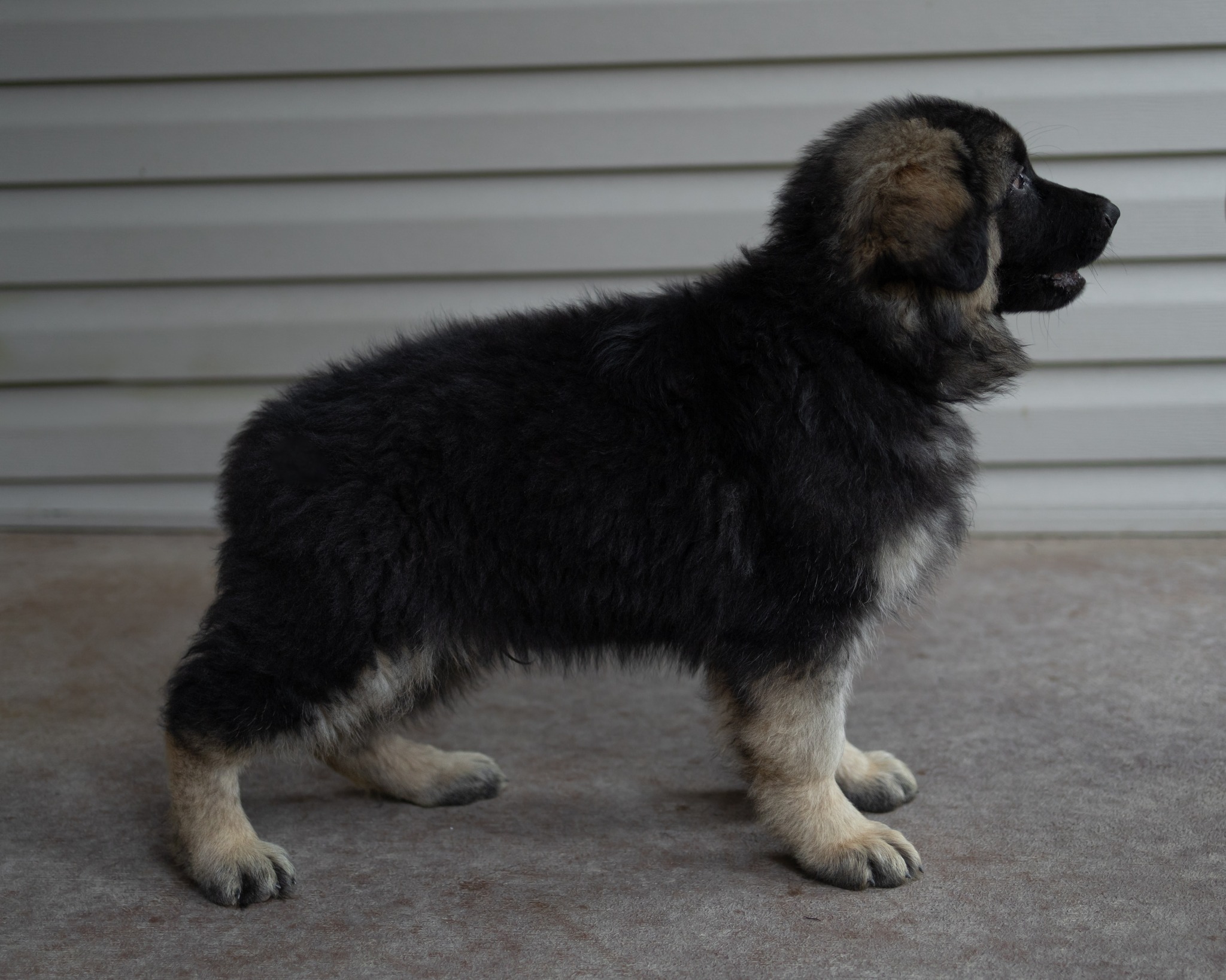 This is Red.  She is one of three females available.  She has kind eyes. 
See our website for pedigree information. 
#ge