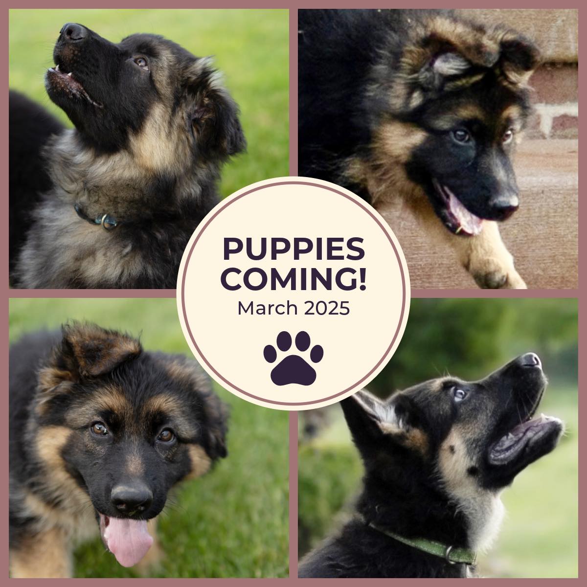 check out our website for more information #akcgermanshepherd #germanshepherds #germanshepherd #germanshepherdpuppy #ger