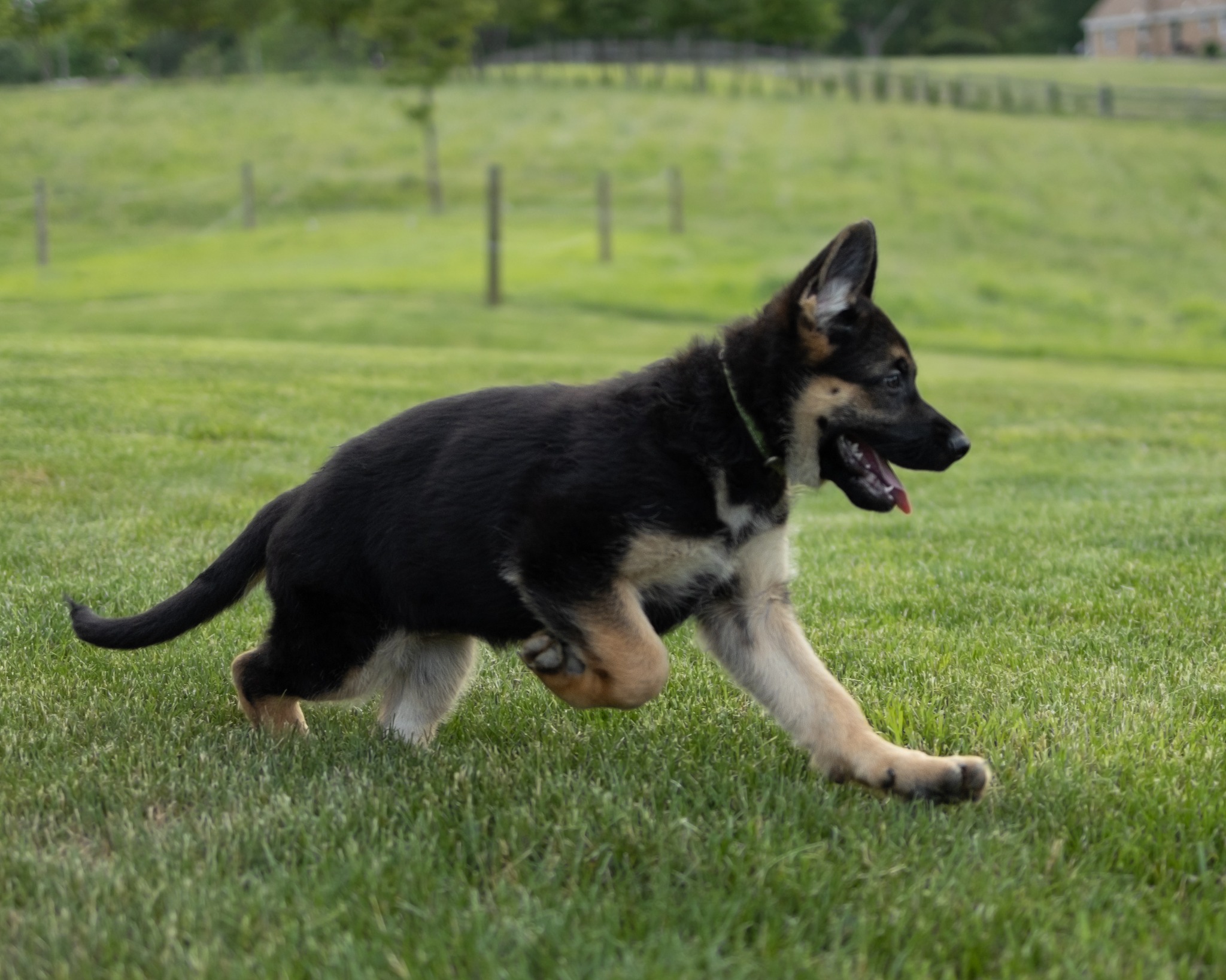 This is Green.  She loves her human more than life itself. 
See our website for pedigree information.
 #akcgermanshepher