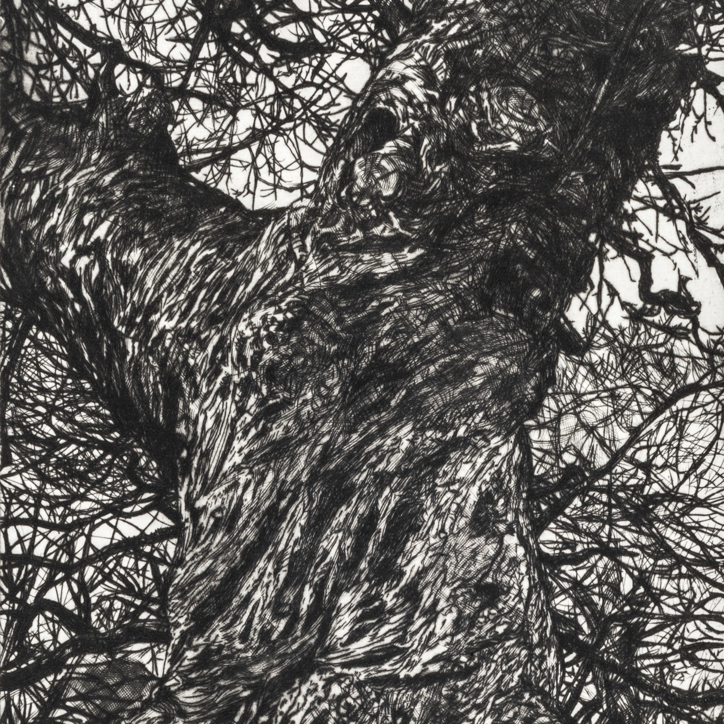 Fiona Hamilton at Seed thumbnail