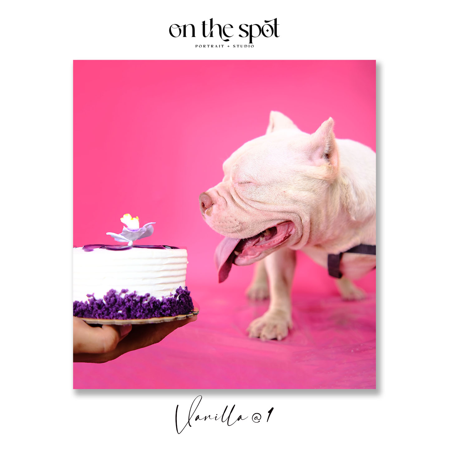 Happy 1st Birthday to our Vanilla fur baby! 🎉 Celebrate this special moment at On The Spot Self-Portrait Studio! 📸🐾 #fur