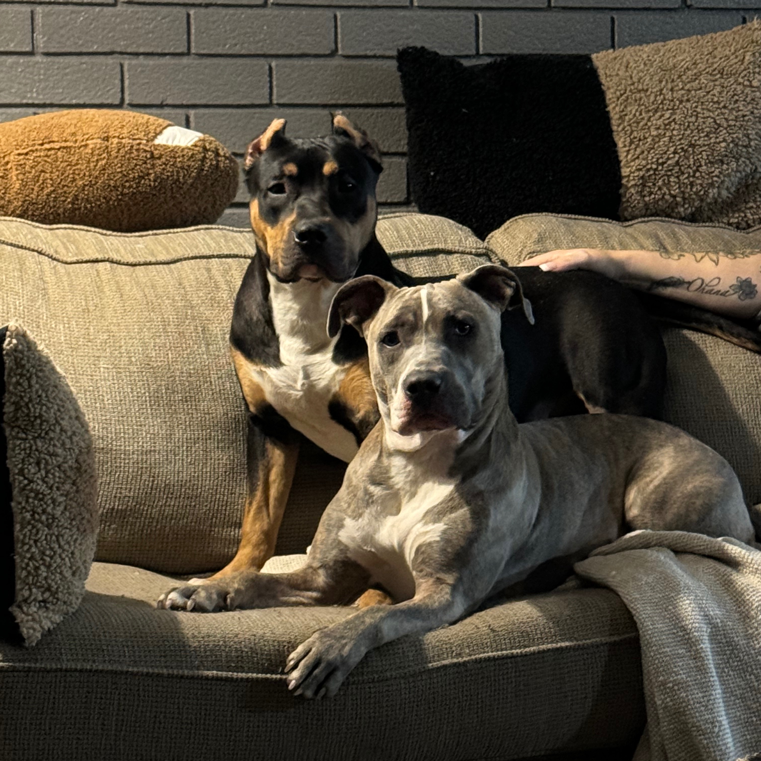 ZURA & ZION GO FUND ME  thumbnail