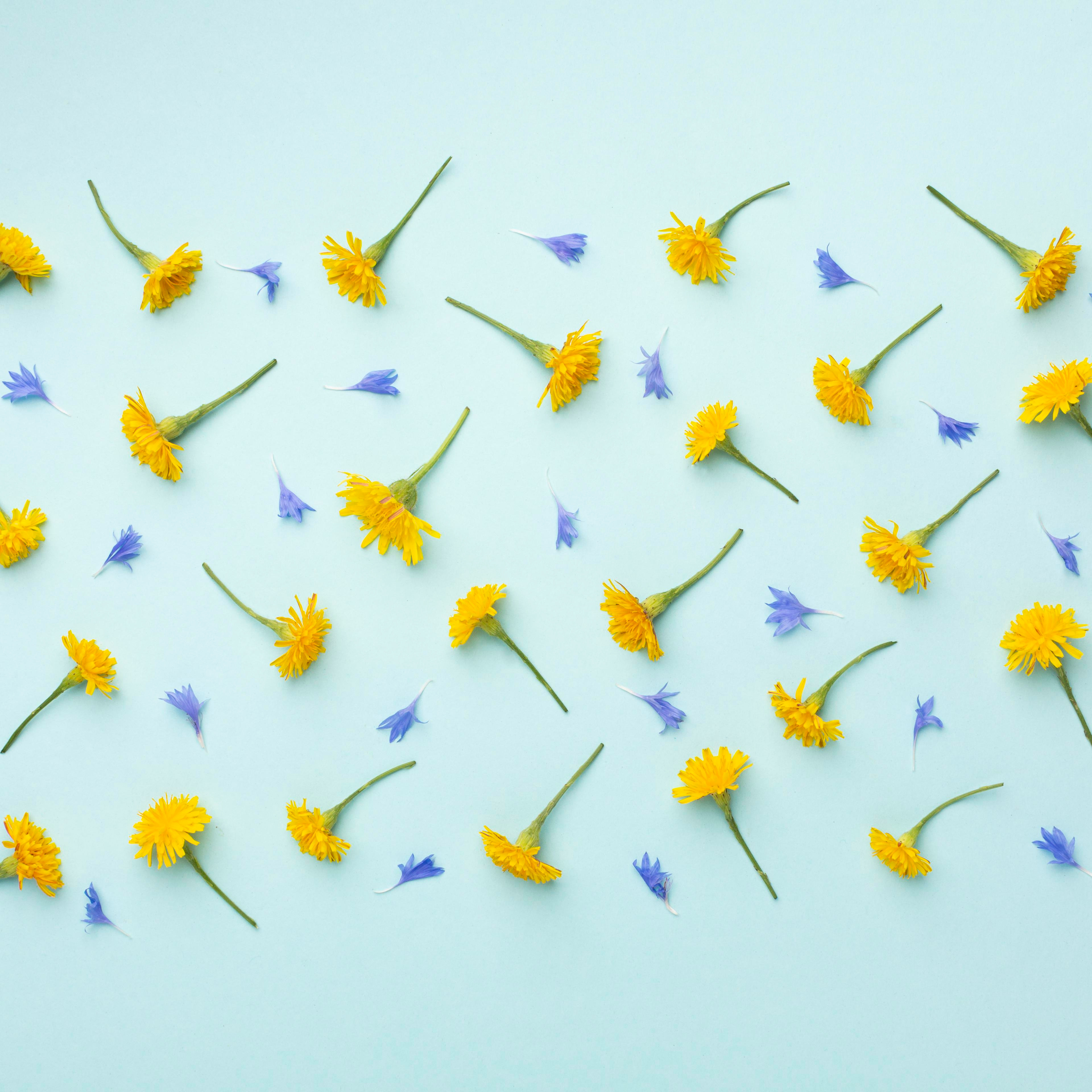 potusamarillo.com thumbnail