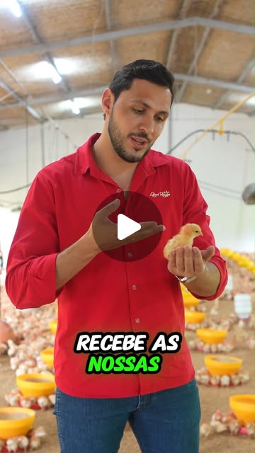 Guilherme Armanhe on Instagram: "Desde o primeiro dia de vida, as pintainhas da Label Rouge recebem todo o cuidado e carinho que merecem. 

Elas têm liberdade para correr, ciscar e espojar na palha, exercendo seus instintos naturais em um ambiente saudável e livre de estresse. É assim que garantimos um futuro mais sustentável e uma produção com qualidade. 

#LabelRouge #CuidadoComAsAves #BemEstarAnimal #AvesFelizes" thumbnail