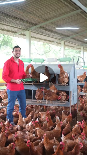 Guilherme Armanhe on Instagram: "Na Label Rouge, cada ovo é coletado com carinho e respeito, um por um, todos os dias. Nossos ninhos são preparados com muito cuidado, proporcionando um ambiente acolhedor para as galinhas, onde elas podem se sentir seguras. Toda a coleta é feita de forma manual, com a equipe treinada para garantir o máximo de cuidado e atenção, sempre pedindo licença para as galinhas em cada gesto. É assim que garantimos ovos frescos, cheios de tradição e qualidade, diretamente da nossa criação para a sua mesa.

#ColetaComCarinho #TradiçãoLabelRouge #FrescuraGarantida #QualidadeComCuidado #LabelRouge #ManejoCaipira" thumbnail