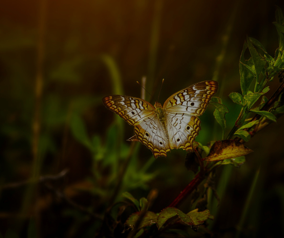 Butterfly Effekt | Meditation & Workbook thumbnail