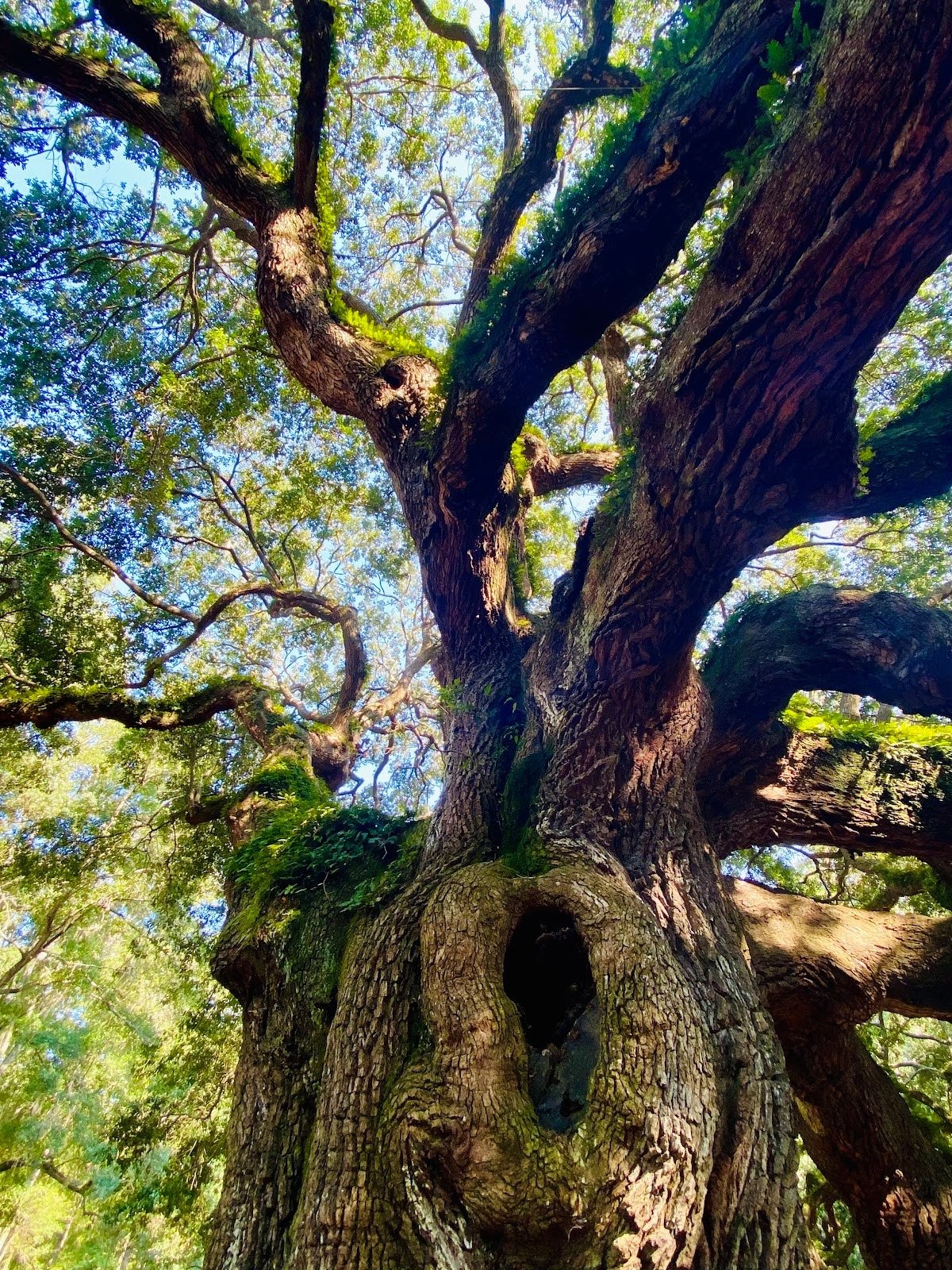 BLOG: Uncovering Lineage Wisdom Through the Birth Chart — Sky Scholar thumbnail