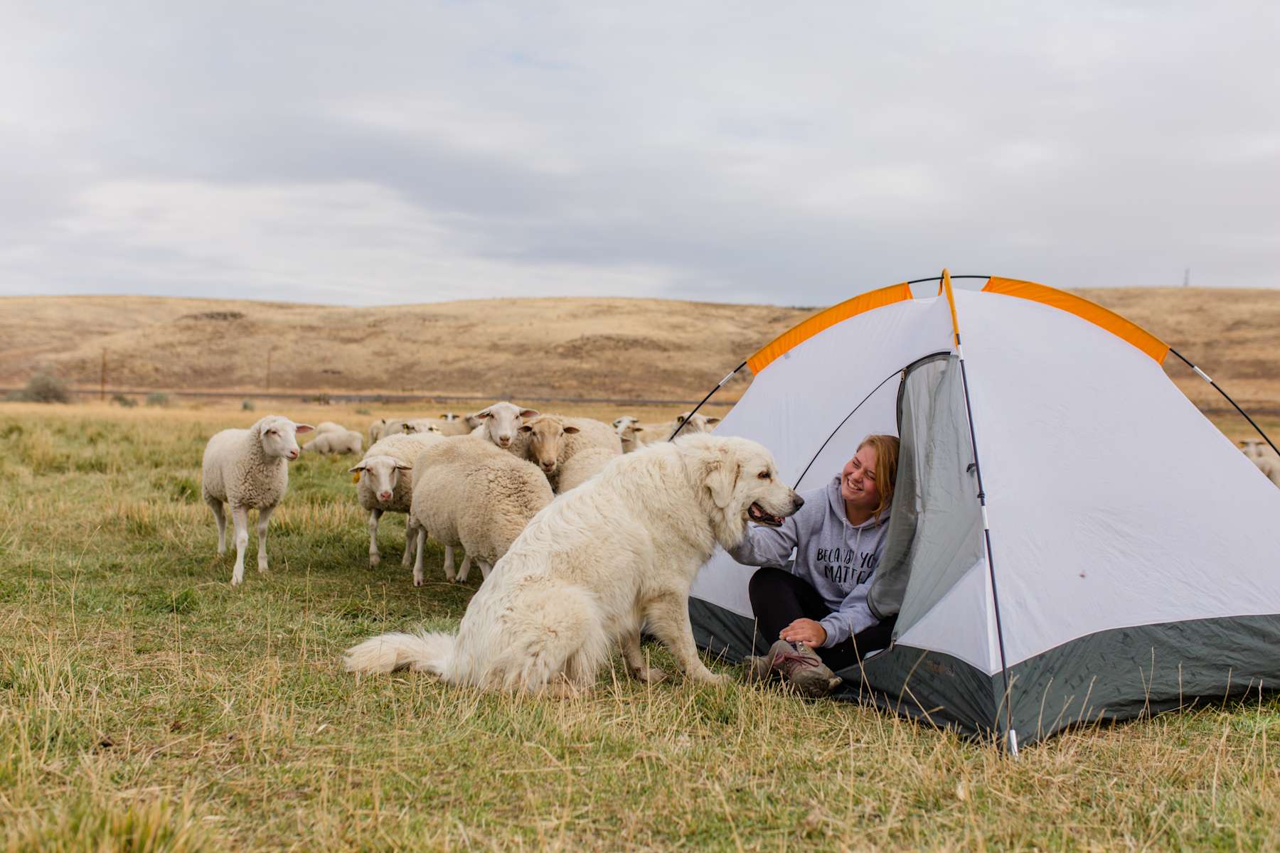 Milk A Sheep Camp at Tin Willows - Hipcamp in Lexington, Oregon thumbnail