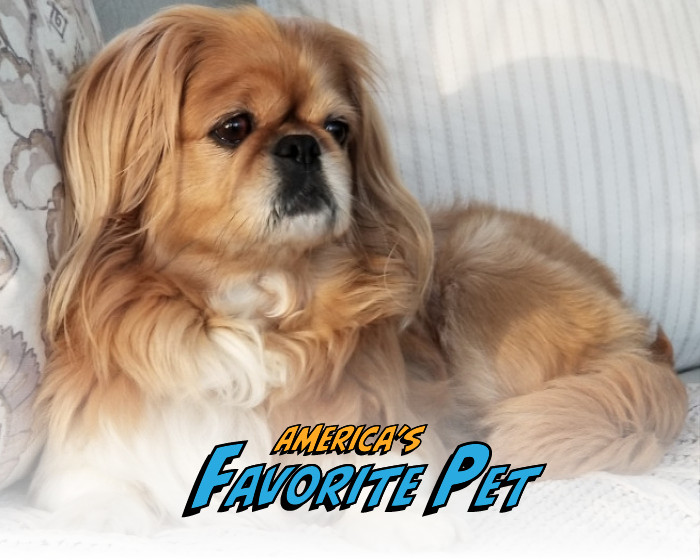 Will Bernice take home $10,000 and be featured on the cover of Modern Dog? You decide! thumbnail