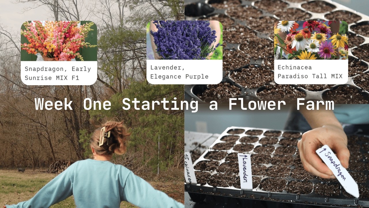 Staring Seeds for My Flower Farm, Week One thumbnail