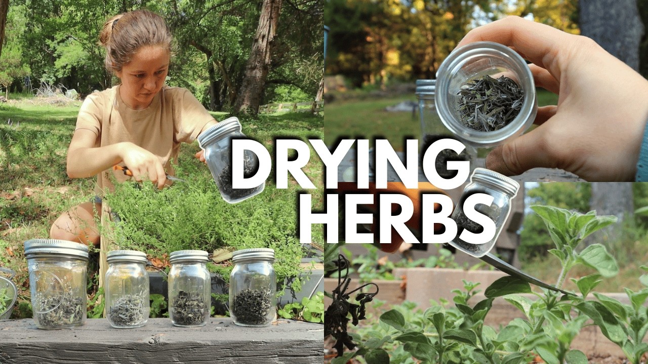 First Time Drying Herbs thumbnail