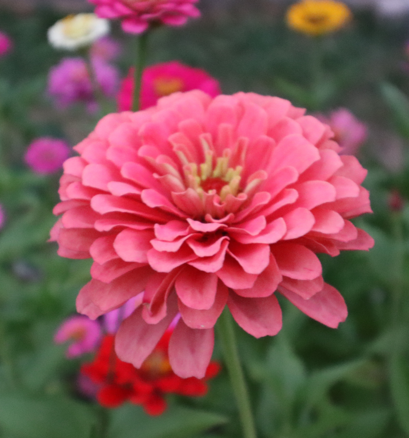 The Inner Studio | Substack thumbnail