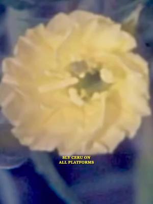 We bloomin just in time for spring. 🦚🦚 🦚 FEAT. (beat change?🤔) _____________________________________ #soul #samples #ins