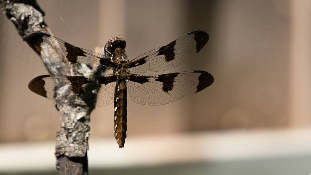 Dragonfly Wings 

📷: #sonya6000 #sony55210 #photography #wildlifephotography #outdoors #insect #dragonfly #oklahoma #okl