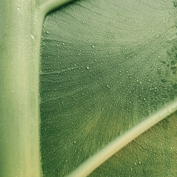 The Inner Garden thumbnail