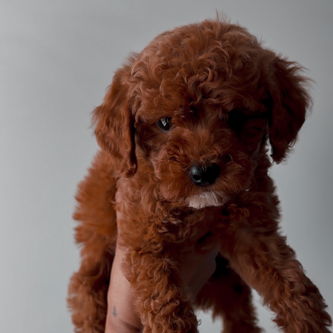 Teddy’s TikTok thumbnail