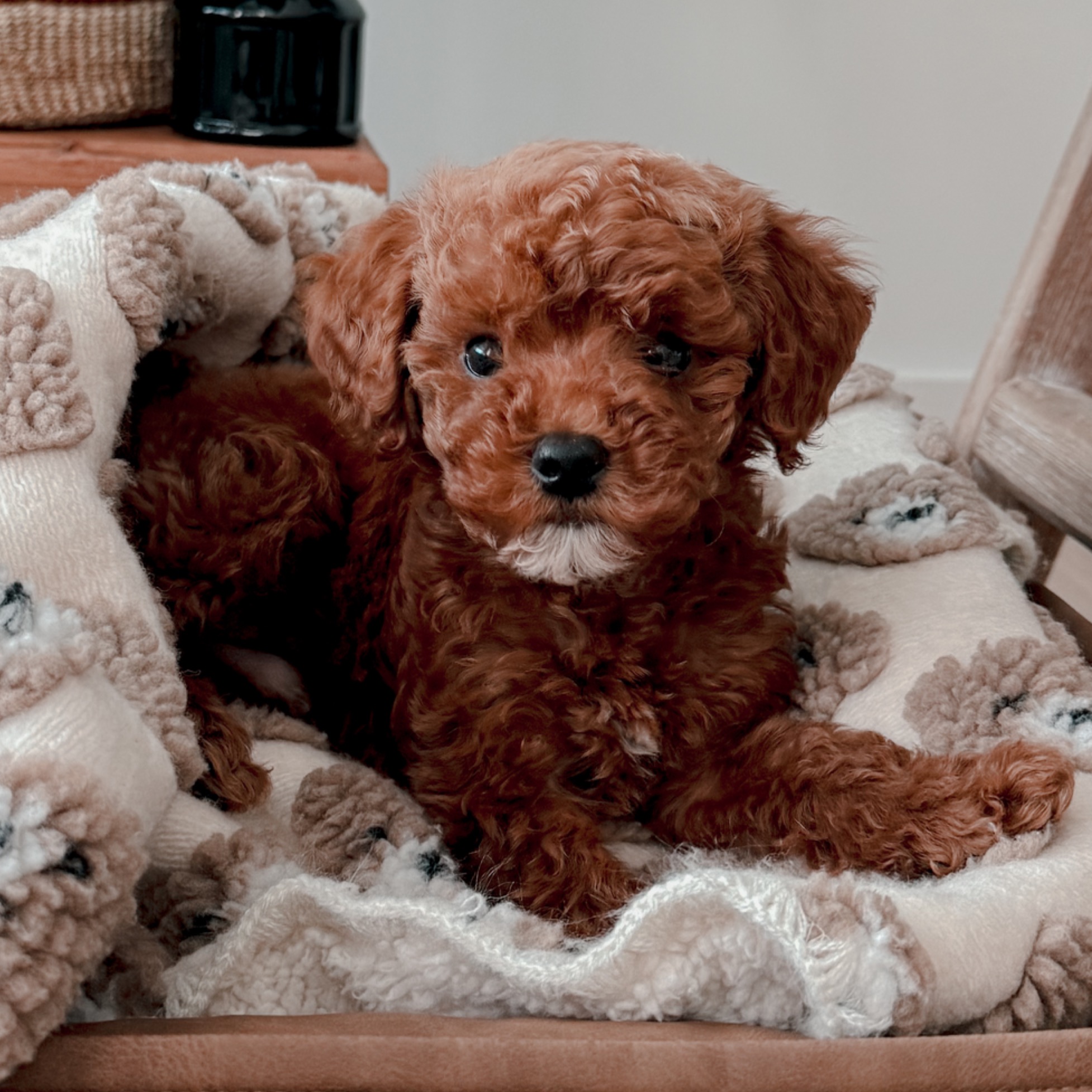 Teddy’s Instagram  thumbnail