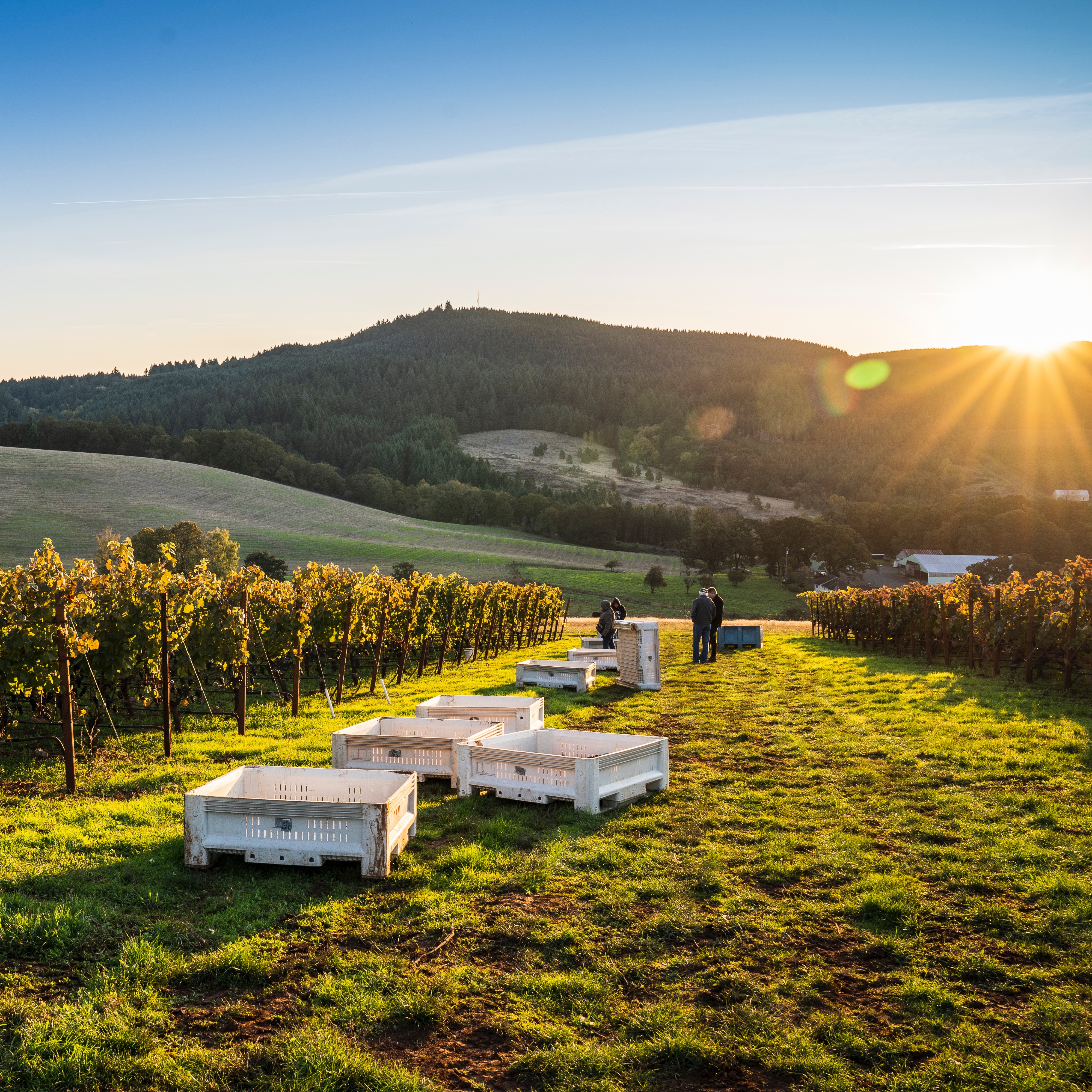 HAZELFERN.COM thumbnail