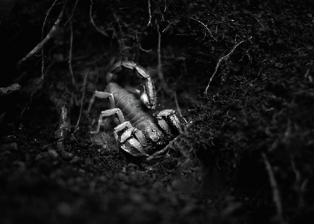 Scorpio Full Moon Collective thumbnail