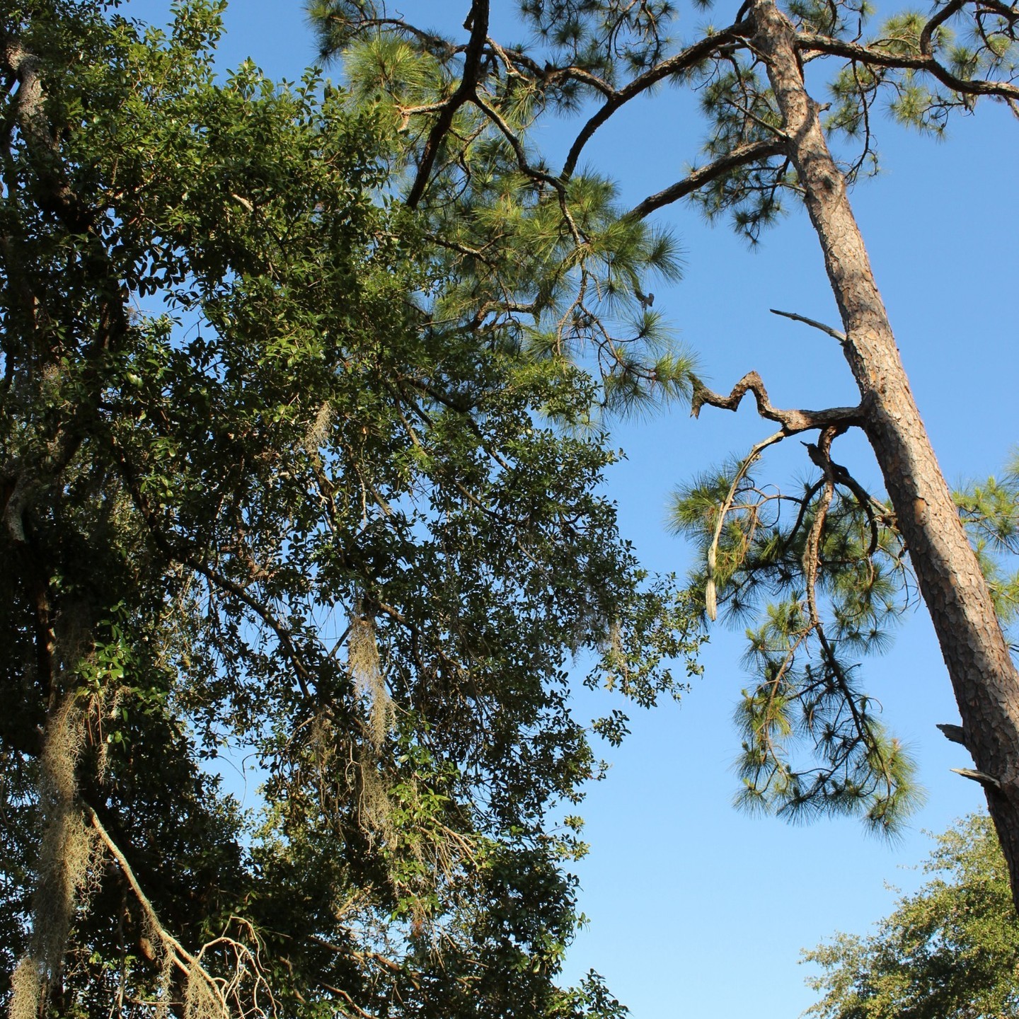 “Ancient trees are precious. There is little else on Earth that plays host to such a rich community of life within a sin