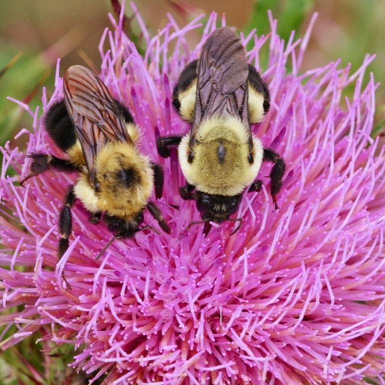 MAR Journal: How to Support Florida Pollinators This Spring thumbnail