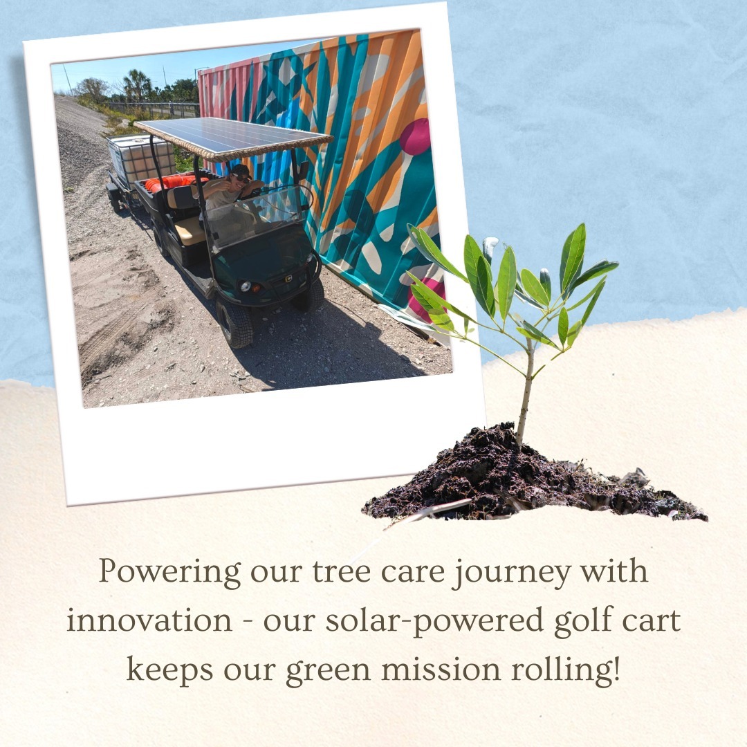 🌳✨ Let's take a trip down memory lane to our journey of caring for our beloved trees. 🌱 During Phase One, we utilized a 