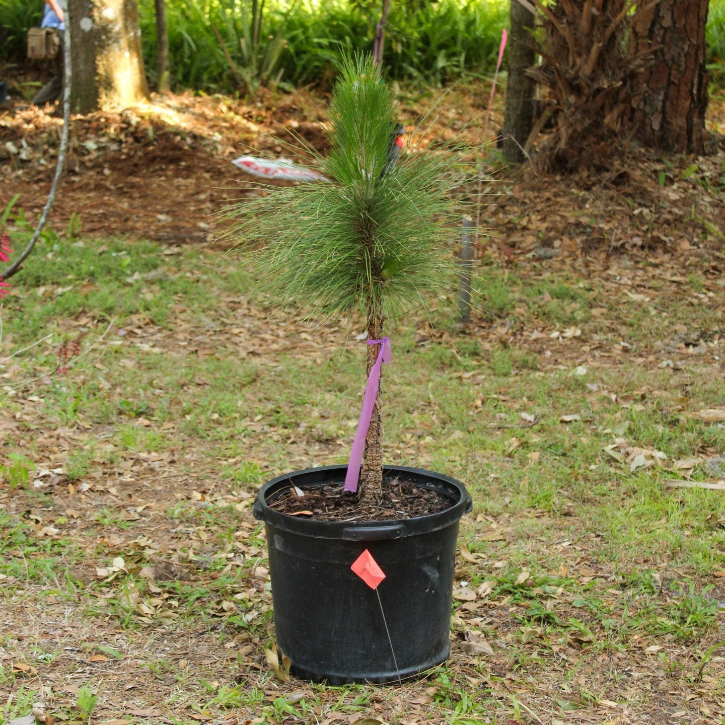 🌳 Why Plant Trees? 🌳⁠
⁠
Trees are more than just green scenery—they're the lifeblood of our communities! 🌿 They provide 