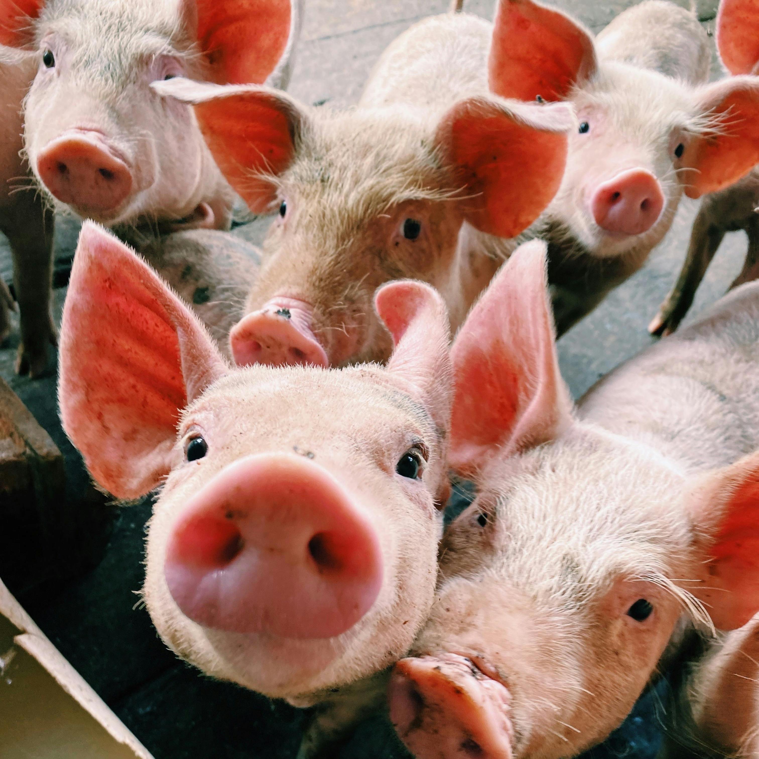 Le 5 aziende che guadagnano di più dagli allevamenti intensivi in Italia thumbnail