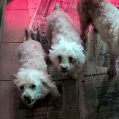 Barboncini tra escrementi e urina, cuccioli trasportati illegalmente e allevamenti abusivi pubblicizzati sui social: episodi recenti che raccontano un fenomeno sempre più diffuso thumbnail