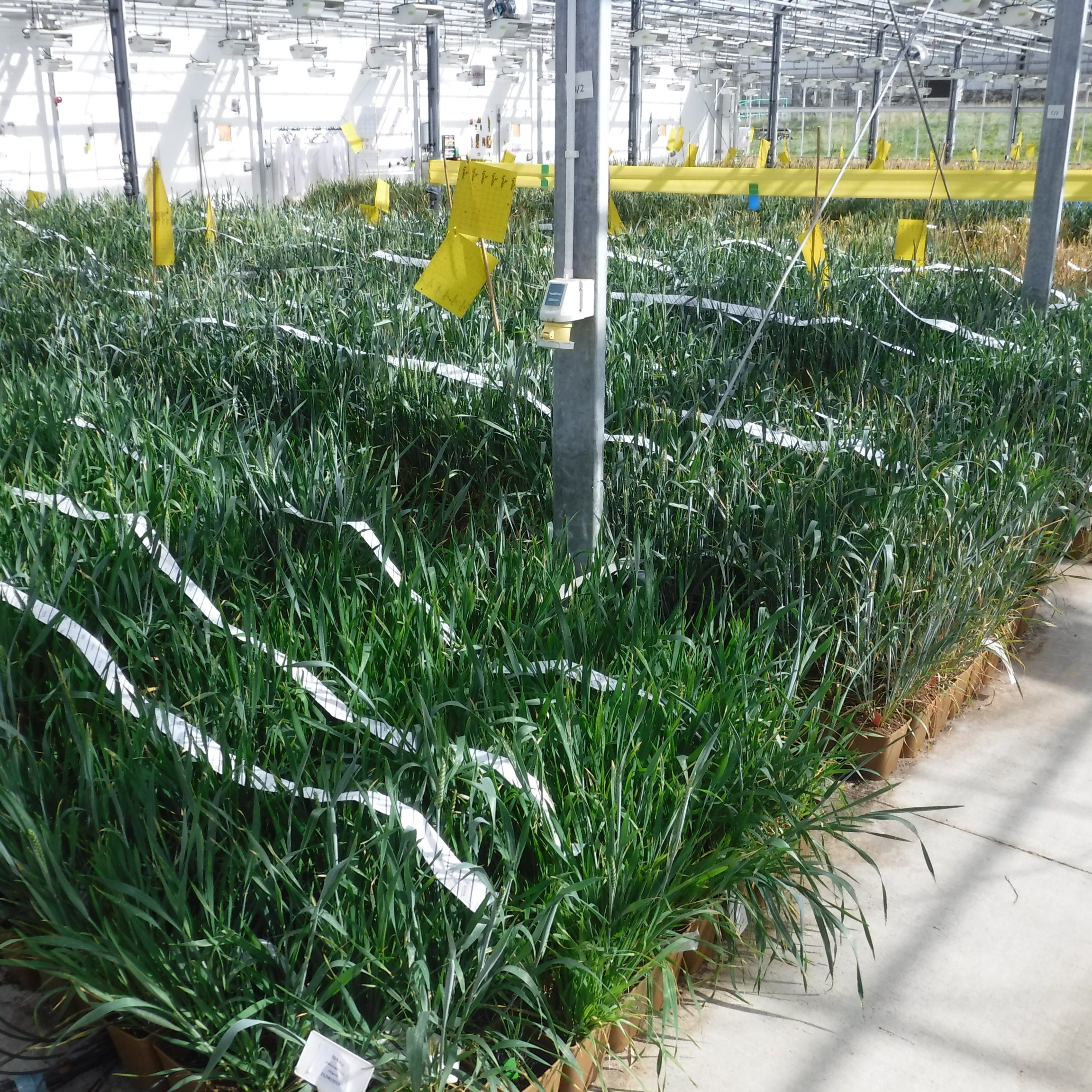 L’Italia è tra i primi esportatori europei di pesticidi il cui uso è vietato in UE: le aziende coinvolte thumbnail