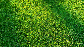 BioSite banner for @murphy